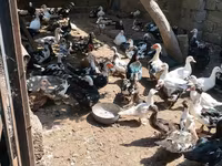 Ducks — foto 1