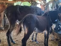 Égua, Cavalos — foto 2