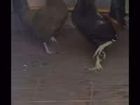 Japanisches Bantam — Foto 1