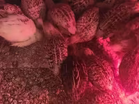 Quails — الصورة 6