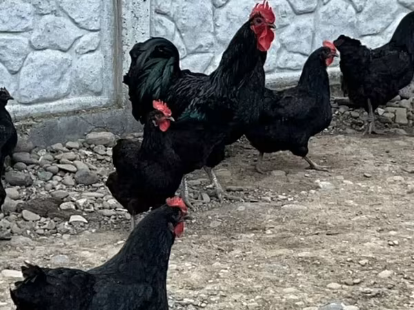 Australorp — Azerbaijan
