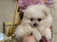 Pomeranian Spitz bala – ağ krem rəngli, super yumuşaq və sıx ikiqat — фото 3