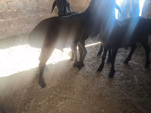 公羊, Sheep