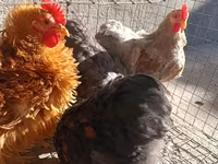 Pekin Bantam — photo 5