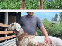 نعجة, East Friesian Dairy sheep — الصورة 1