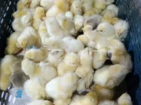 Chickens — फ़ोटो 4