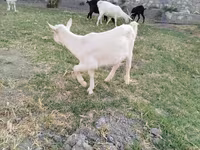 Cabro, Cabras — foto 5