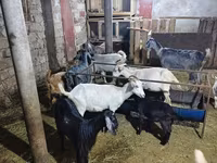 Goats (batch, sex not specified), Goats — photo 1