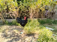 Avstraliya Pit Game quşu — foto 3