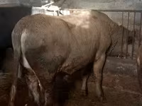 सांड, Russian Black pied cattle — फ़ोटो 4