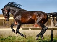 Atlar (partiya, cinsi göstərilməyib), Horse breed — foto 2