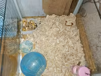 Hamster üçün akvarium və qəfəs dəsti Məhsul tərkibi: - Şüşə akvarium — фото 1