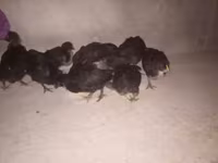 Australorp — foto 1