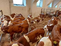 Buğa, Simmental cattle — foto 3