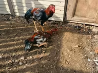 Chickens — foto 3