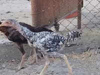 Chickens — photo 2