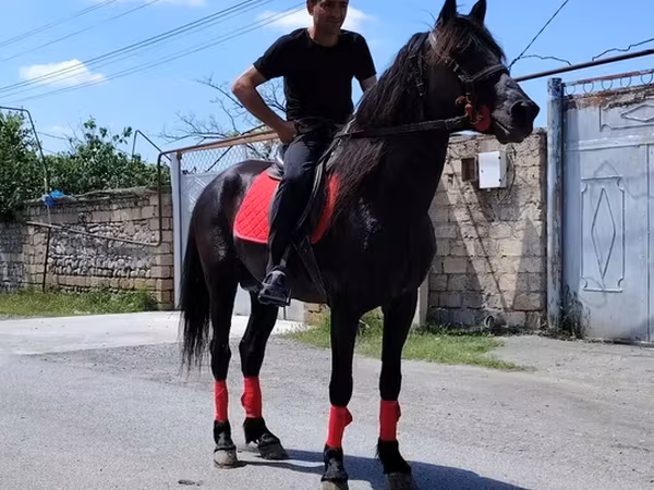 At, Atlar — Azərbaycan