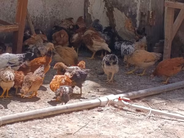 Gallina checa dorada veteada