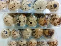 Quails — photo 1