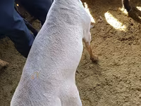 Qoç, Kyrgyz Mountain merino sheep — foto 8