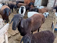 Baran, Hissar sheep — zdjęcie 1