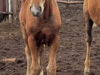 Madyan, Thoroughbred horse — foto 8