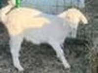 Koza, Saanen goat — foto 7