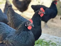 Australorp — photo 3