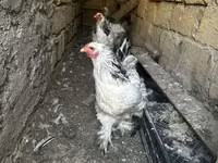 Brahma — photo 2