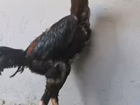 Shamo chickens — foto 2