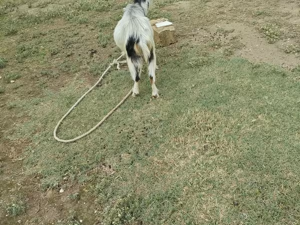 公山羊, Goats