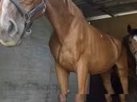 Yegua, Polish pony — foto 2
