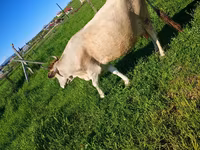 母牛, Wild yak — 照片 5
