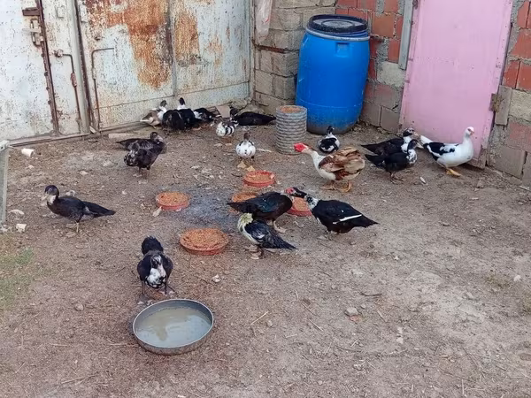 Domestic Muscovy — Azerbaijan