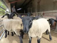 Qoyun, White Suffolk sheep — foto 3