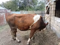 İnək, Simmental cattle — foto 3