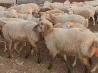 Sheep (batch, sex not specified), Sheep — photo 8