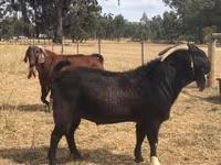 Koza, Boer goat — foto 4