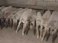 Sheep, Sheep — photo 4