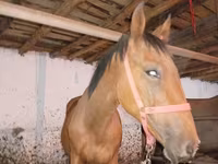 At, Manipuri pony — foto 4