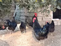 أوسترالورب — الصورة 4