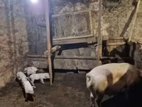 Säue, Schweine — Foto 6