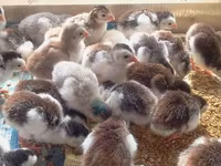 Chickens — Foto 2