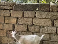 Dişi keçi, Saanen goat — foto 6