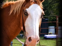 Caballo, American paint horse — foto 2