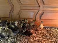 Domestic Muscovy — photo 8