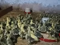 Geese — photo 3
