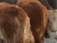 Bull, Cattle — photo 2