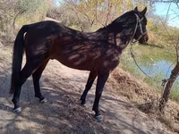 Caballo, Karabair horse — foto 4