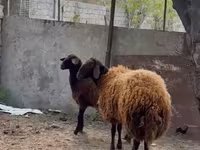 Qoç, Qoyunlar — foto 2